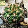 Gymnocalycium_ mesopotamicum _P124 'Spiral Bound' 01